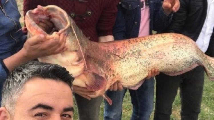 Ağrı'da 100 kiloluk balık