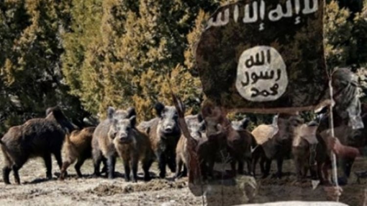 Kerkük'te Yaban domuzları IŞİD'e saldırdı: 3 ölü
