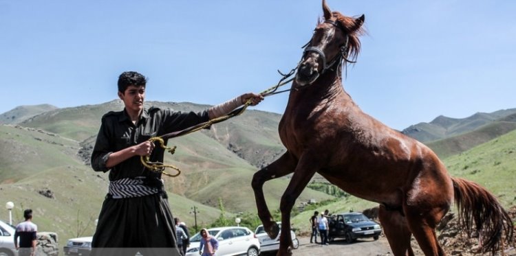 Sine'de Birinci Kürt Atları Festivali