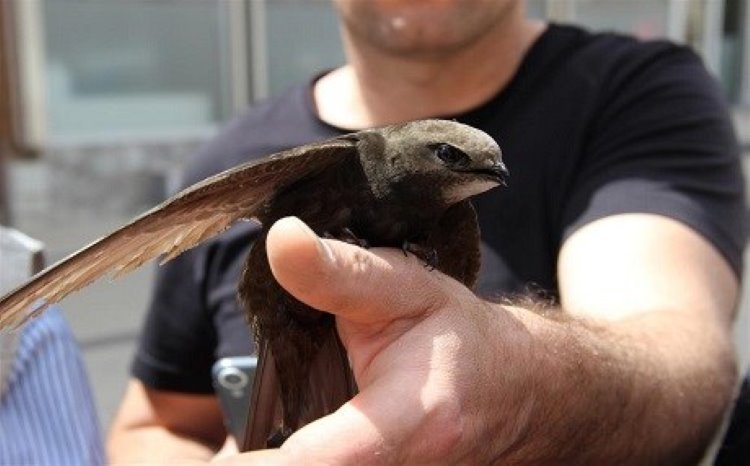 Sivas'ta Ebabil kuşu görüldü