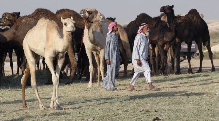 Suudi Arabistan, Katar develerini de sınır dışı etti