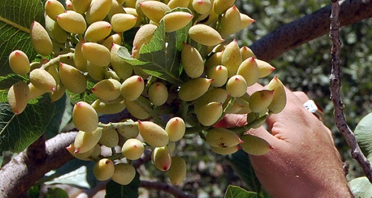 Bitlis'te ilk fıstık ağaçları meyvelerini verdi