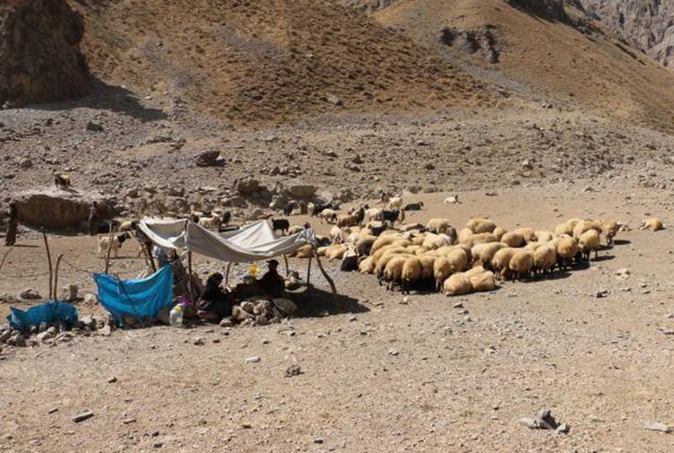 Hakkari’de 201 hayvan şarbondan öldü,36 köy karantinaya alındı