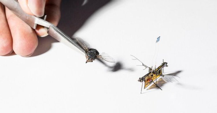 Dünyanın sinek boyutunda ilk kablosuz uçan robotu