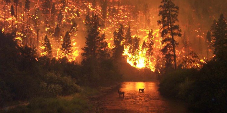 Orman Yangınları'nı 'Ateşin Çocukları İnsiyatifi' isimli hayali oluşum üstlendi