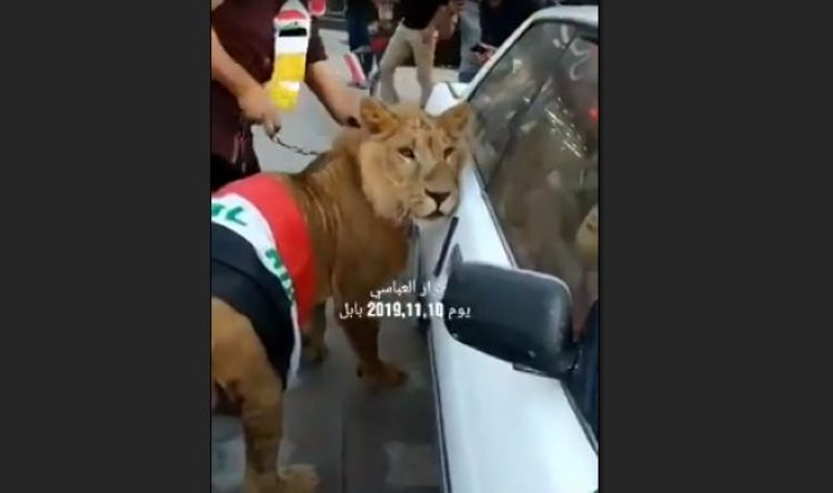 Irak'ta göstericiler polis köpeğine karşı aslan getirdi