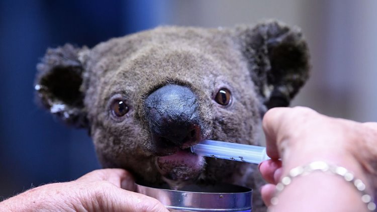 Kurtarılma videosunu milyonların izlediği "Koala Lewis" öldü