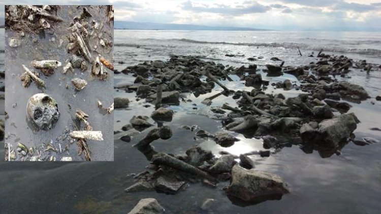 Van Gölü'nde korkutan manzara: Kemikler kıyıya vurdu