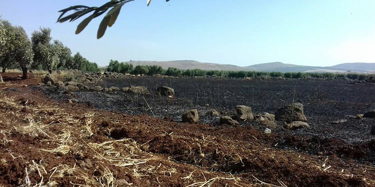 Türkiye’ye bağlı güçler Efrin’de 220 zeytin ağacını kökünden söktü!