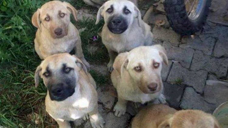 Şengal’de yüzlerce köpek zehir verilip öldürüldü