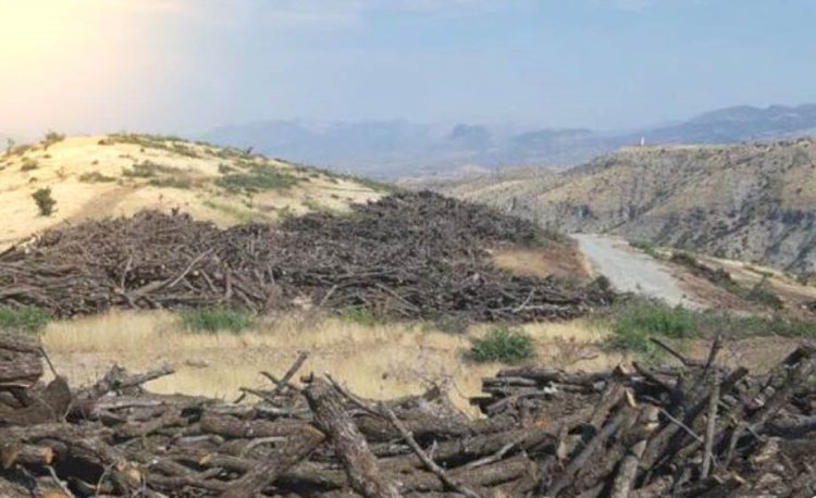 HDP’li Kaçmaz: Cudi dağında her gün 400 ton ağaç kesiliyor