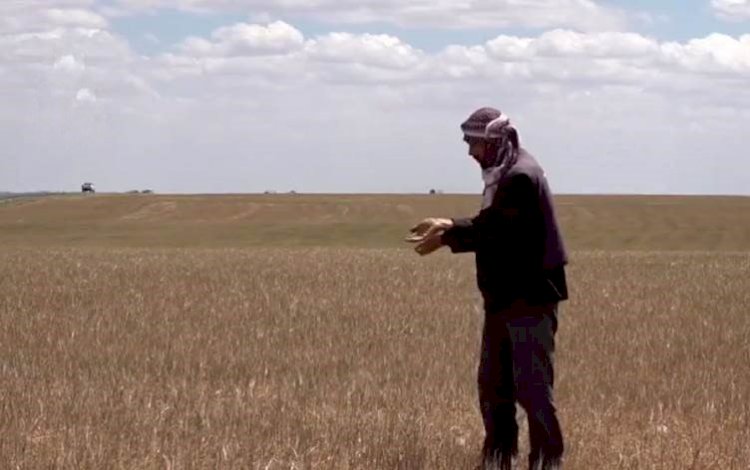 Suriye ve Rojava’da kuraklık uyarısı: 'Durum tamamen bir felaket'