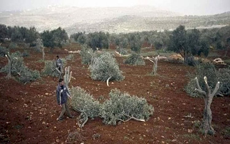 Silahlı gruplar Afrin'de 650 bin zeytin ağacı kesti