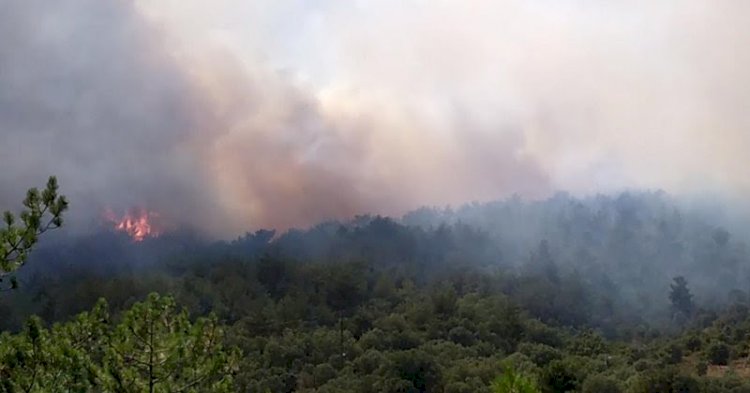 Bingöl ve Bitlis'te orman yangını