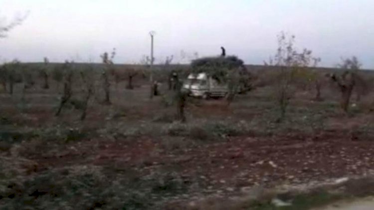 Afrin'de Türkiye destekli gruplar yüzlerce zeytin ağacı kesti