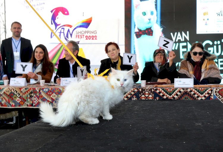 Kediler podyuma çıktı: En güzel Van kedisi seçildi
