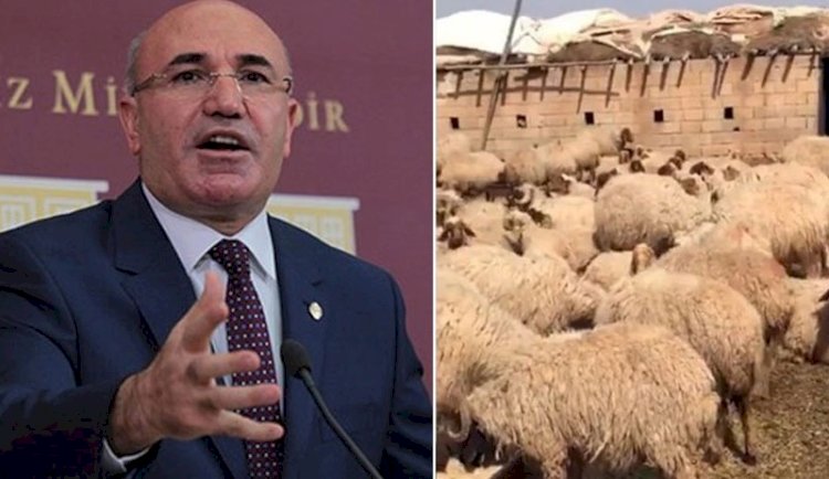 CHP’li Tanal: Urfa’da 17 koyun 'gözaltına' alındı