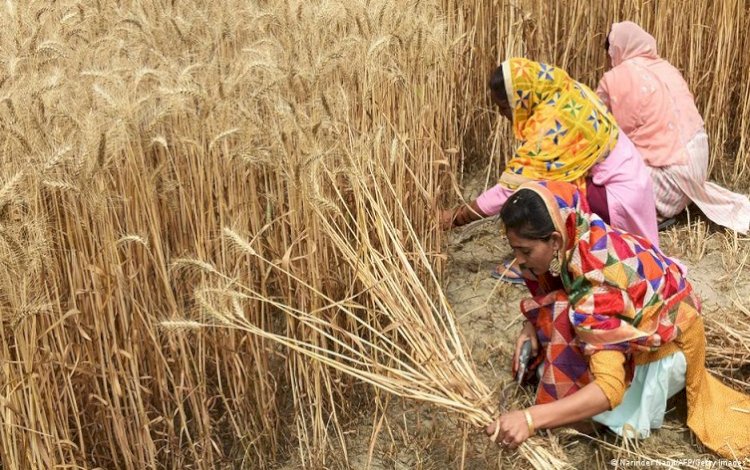 Buğday fiyatları, Hindistan'ın yasak kararıyla tavan yaptı
