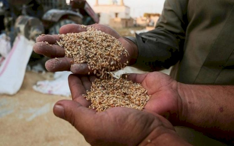 Rojava: Özerk Yönetim buğday ve arpa alım fiyatlarını belirledi