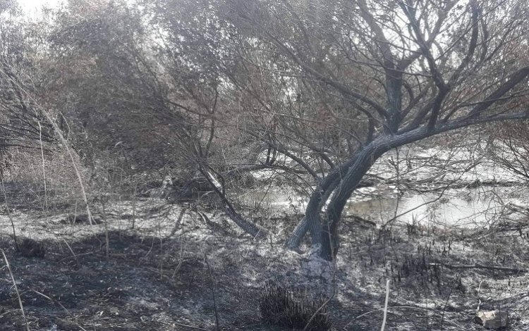 Süleymaniye'de çıkan yangında 500 ağaç kül oldu