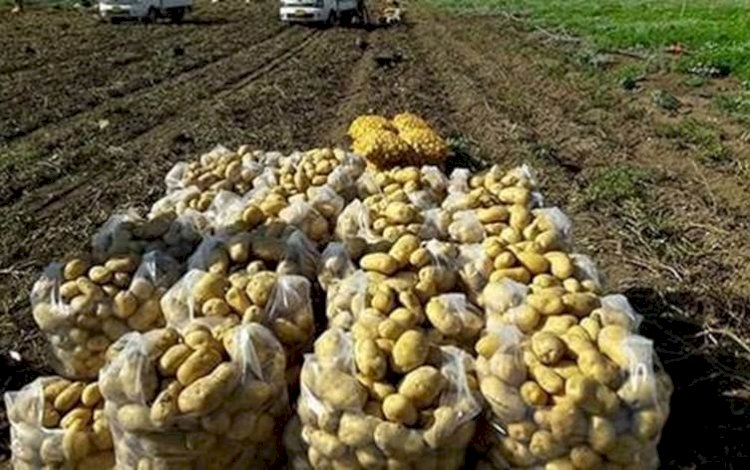 Kürdistan Bölgesi'nde patates üretimi 500 bin tona ulaştı