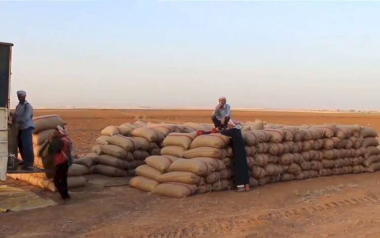 Amerika bu yıl da Rojava’ya buğday tohumu gönderiyor