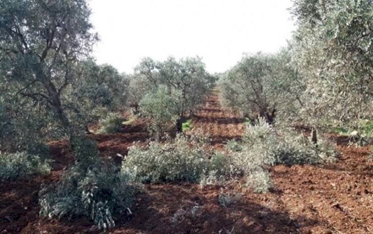 Efrin'deki silahlı gruplar 340 zeytin ağacını kesti