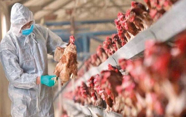 Türkiye'nin İki ilinde kuş gribi alarmı: 6.5 milyon kanatlı hayvan itlaf edildi