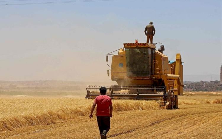 Kürdistan Bölgesi'nde 3 milyon dönüm alana buğday ve arpa ekilecek