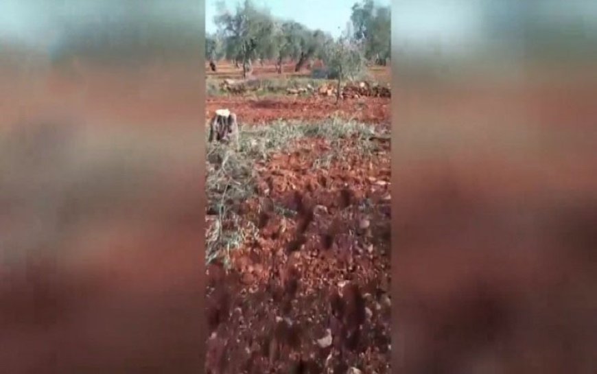 Efrin'de Kürd çiftçilerin zeytin ağaçları kesiliyor, tarlaları yağmalanıyor