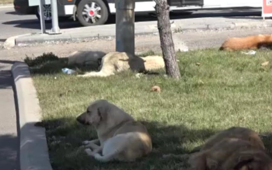 Diyarbakır'da başıboş köpek saldırısı! Bir günde 8 kişiyi ısırdı