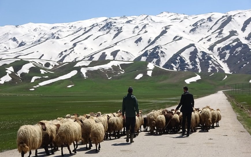 5 çoban İran’a sınır dışı edildi: Besicilere 850 bin TL ceza kesildi!